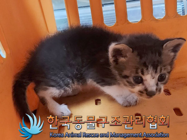 한국동물구조관리협회_411303202300297